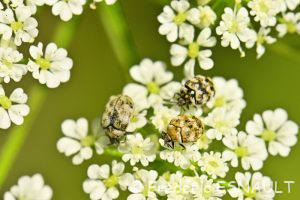 L'Anthrène du bouillon blanc (Anthrenus verbasci)