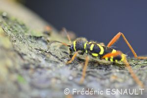 Clyte bélier (Clytus arietis)