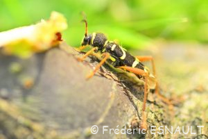 Clyte bélier (Clytus arietis)