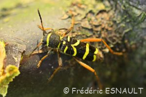 Clyte bélier (Clytus arietis)