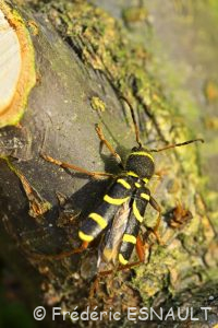 Clyte bélier (Clytus arietis)