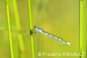 Agrion porte-coupe (Enallagma cyathigerum)