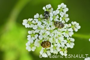 L'Anthrène du bouillon blanc (Anthrenus verbasci)