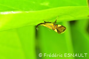 Oecophore nervurée (Alabonia geoffrella)