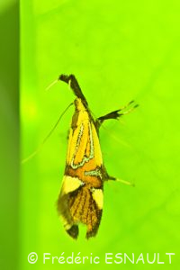 Oecophore nervurée (Alabonia geoffrella)