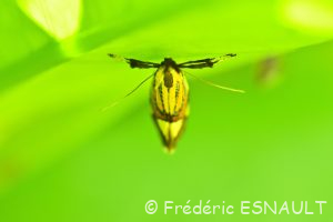 Oecophore nervurée (Alabonia geoffrella)