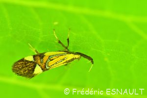Oecophore nervurée (Alabonia geoffrella)