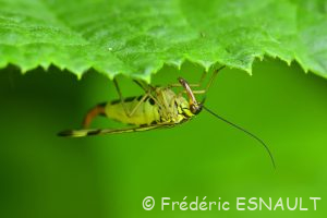 Panorpe commune (Panorpa communis)