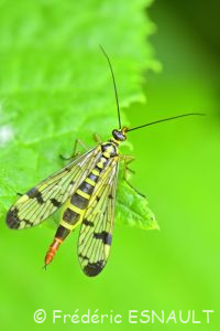 Panorpe commune (Panorpa communis)