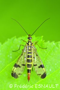 Panorpe commune (Panorpa communis)