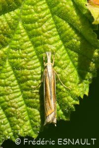 Crambus des pâturages (Crambus pascuella)