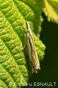 Crambus des pâturages (Crambus pascuella)
