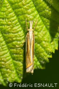 Crambus des pâturages (Crambus pascuella)