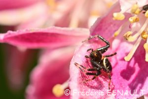 Thomise Napoléon (Synema globosum)