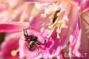 Thomise Napoléon (Synema globosum)