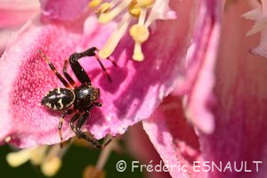 Thomise Napoléon (Synema globosum)