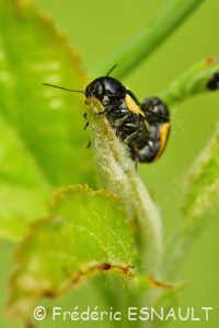 Cryptocéphale à bandes blanches (Cryptocephalus vittatus)