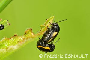 Cryptocéphale à bandes blanches (Cryptocephalus vittatus)