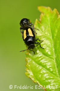 Cryptocéphale à bandes blanches (Cryptocephalus vittatus)