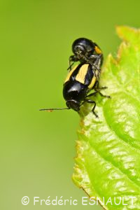 Cryptocéphale à bandes blanches (Cryptocephalus vittatus)