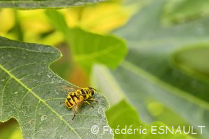 Syrphe tête de mort ou Éristale des fleurs (Myathropa florea)