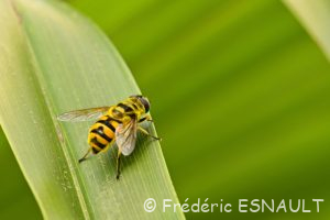 Syrphe tête de mort ou Éristale des fleurs (Myathropa florea)