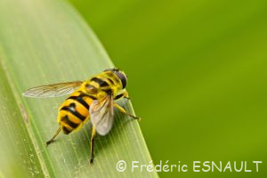 Syrphe tête de mort ou Éristale des fleurs (Myathropa florea)
