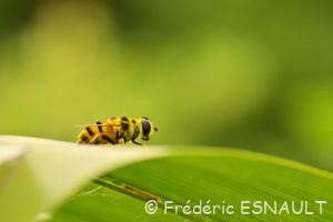 Syrphe tête de mort ou Éristale des fleurs (Myathropa florea)
