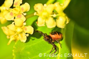 Thomise Napoléon (Synema globosum)