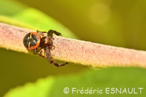 Thomise Napoléon(Synema globosum)