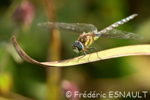 Æschne mixte (Aeshna mixta)