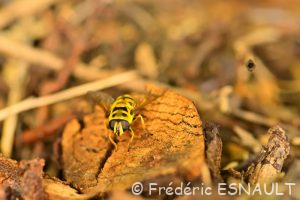 Syrphe tête de mort ou Éristale des fleurs (Myathropa florea)