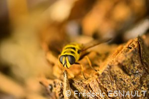 Syrphe tête de mort ou Éristale des fleurs (Myathropa florea)