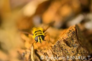 Syrphe tête de mort ou Éristale des fleurs (Myathropa florea)