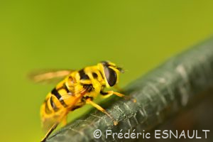 Syrphe tête de mort ou Éristale des fleurs (Myathropa florea)