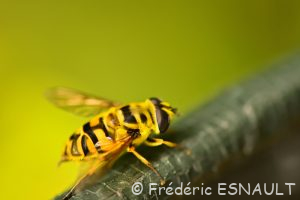 Syrphe tête de mort ou Éristale des fleurs (Myathropa florea)