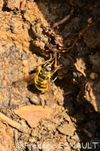 Syrphe tête de mort ou Éristale des fleurs (Myathropa florea)