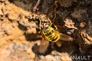 Syrphe tête de mort ou Éristale des fleurs (Myathropa florea)