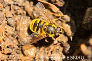 Syrphe tête de mort ou Éristale des fleurs (Myathropa florea)