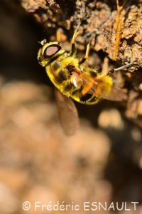 Syrphe tête de mort ou Éristale des fleurs (Myathropa florea)