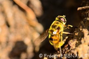 Syrphe tête de mort ou Éristale des fleurs (Myathropa florea)
