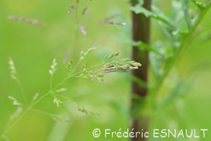 Crambus des pâturages (Crambus pascuella)