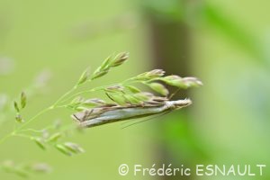 Crambus des pâturages (Crambus pascuella)