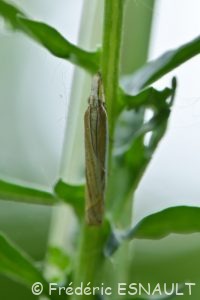 Crambus des pâturages (Crambus pascuella)