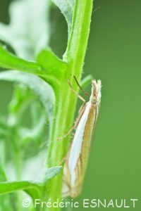 Crambus des pâturages (Crambus pascuella)