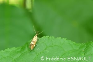 Oecophore nervurée (Alabonia geoffrella)