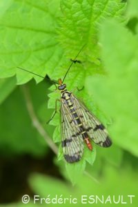 Panorpe commune (Panorpa communis)