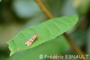 Pyrale de la luzerne ou Pyrale hybride (Nomophila noctuella)