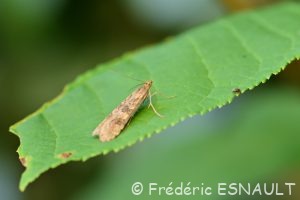 Pyrale de la luzerne ou Pyrale hybride (Nomophila noctuella)