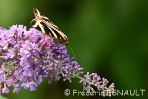 L'Écaille chinée (Euplagia quadripunctaria)